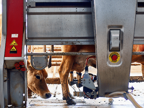 Was ist pasteurisierter Käse und wann sollte man ihn essen?