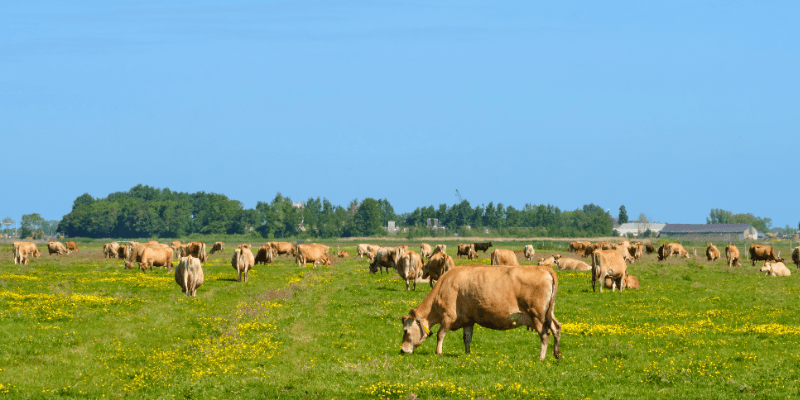 Jersey cows by Henri Willig