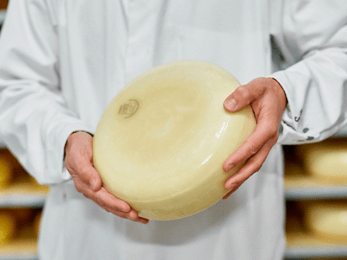 Is cheese vegetarian? Or is there more to it?
